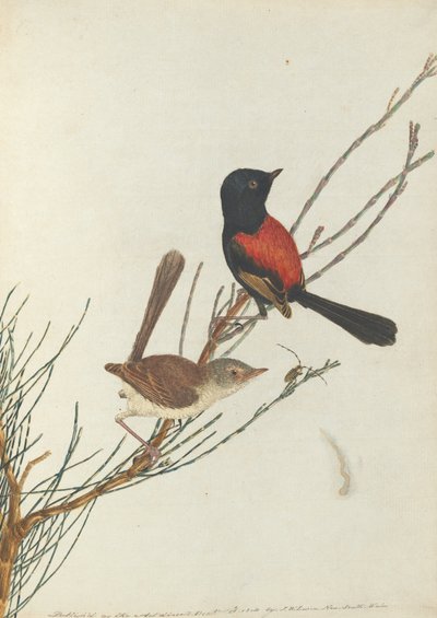 Scharlachroter und schwarzer Waldsänger. Lewin, John. Vögel von New South Wales mit ihrer Naturgeschichte. Sydney von John William Lewin